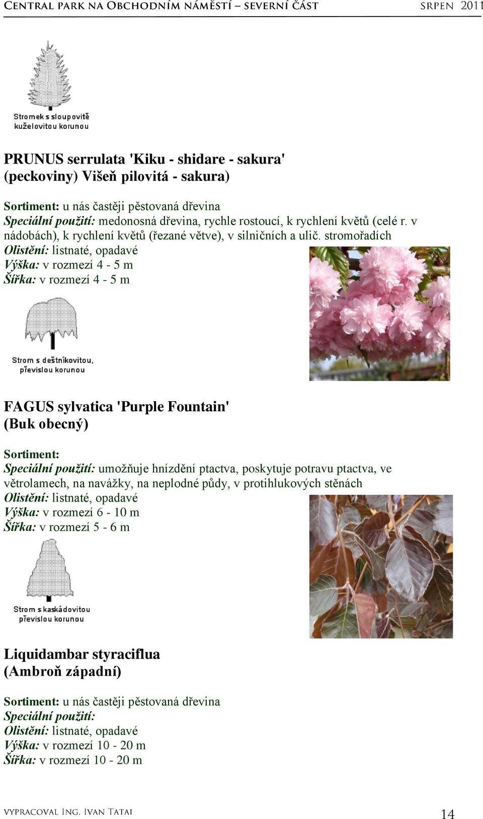 stromořadích Výška: v rozmezí 4-5 m Šířka: v rozmezí 4-5 m FAGUS sylvatica 'Purple Fountain' (Buk obecný) Sortiment: Speciální použití: umoţňuje hnízdění