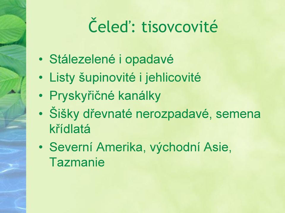 kanálky Šišky dřevnaté nerozpadavé, semena