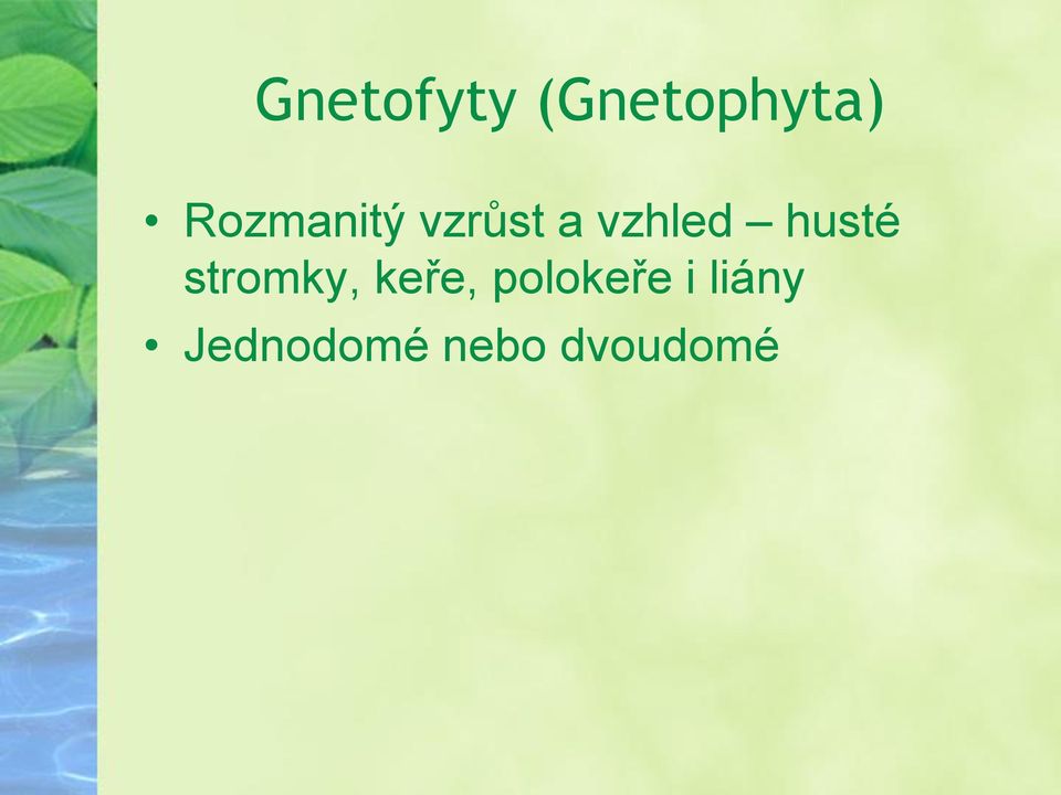 husté stromky, keře,