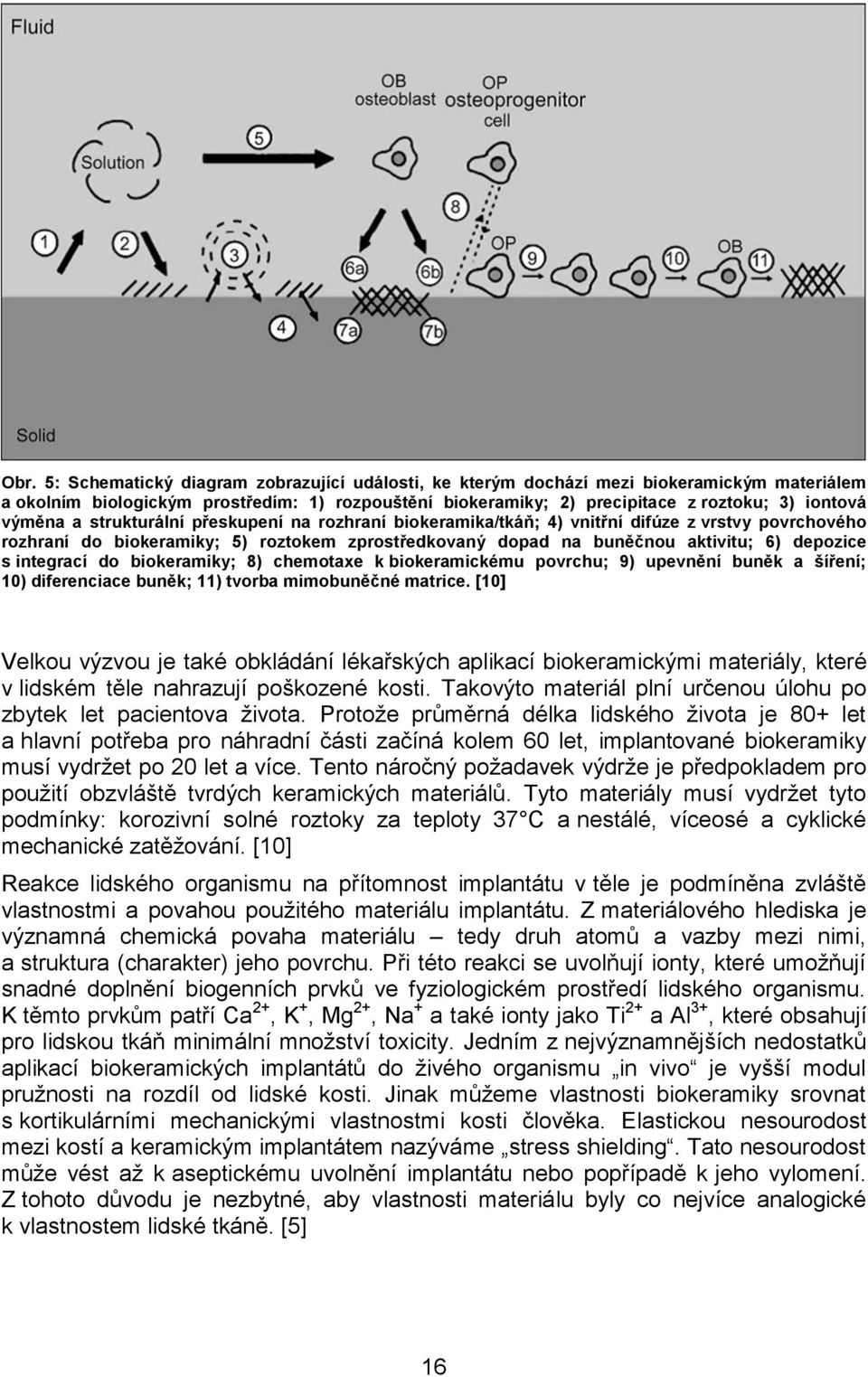 integrací do biokeramiky; 8) chemotaxe k biokeramickému povrchu; 9) upevnění buněk a šíření; 10) diferenciace buněk; 11) tvorba mimobuněčné matrice.