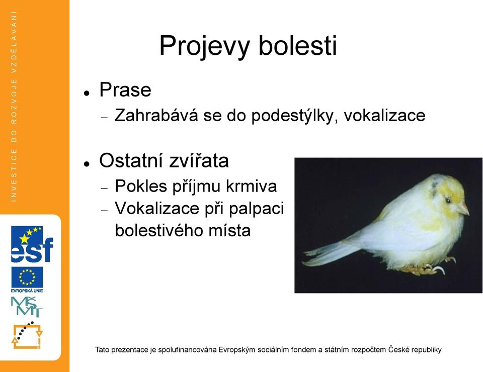 zvířata Pokles příjmu krmiva