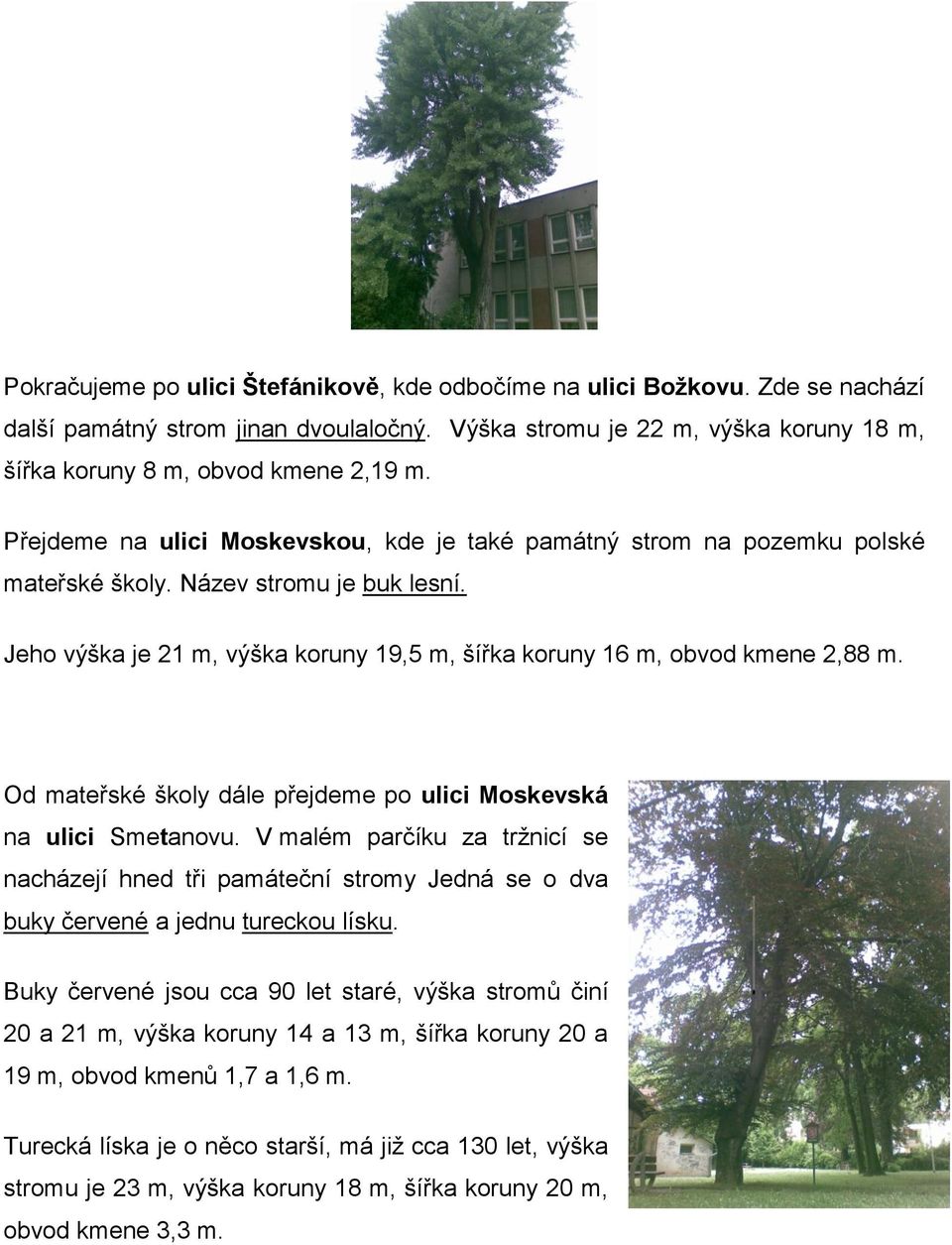Od mateřské školy dále přejdeme po ulici Moskevská na ulici Smetanovu. V malém parčíku za trţnicí se nacházejí hned tři památeční stromy Jedná se o dva buky červené a jednu tureckou lísku.