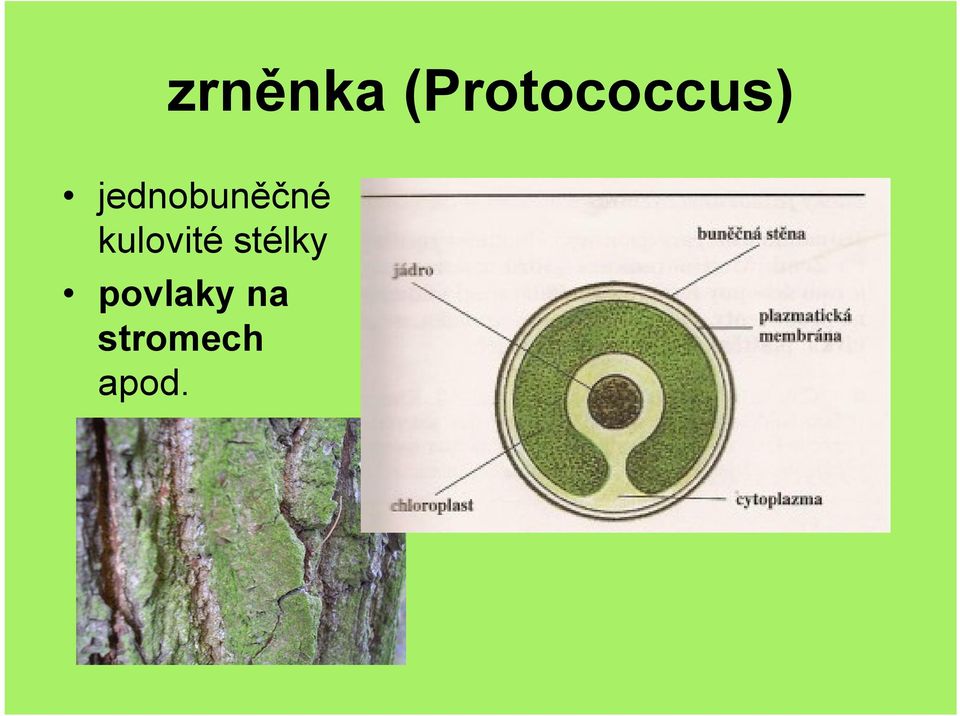 jednobuněčné