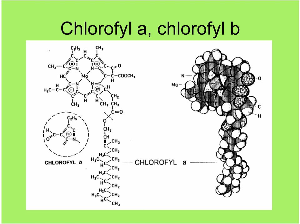 chlorofyl