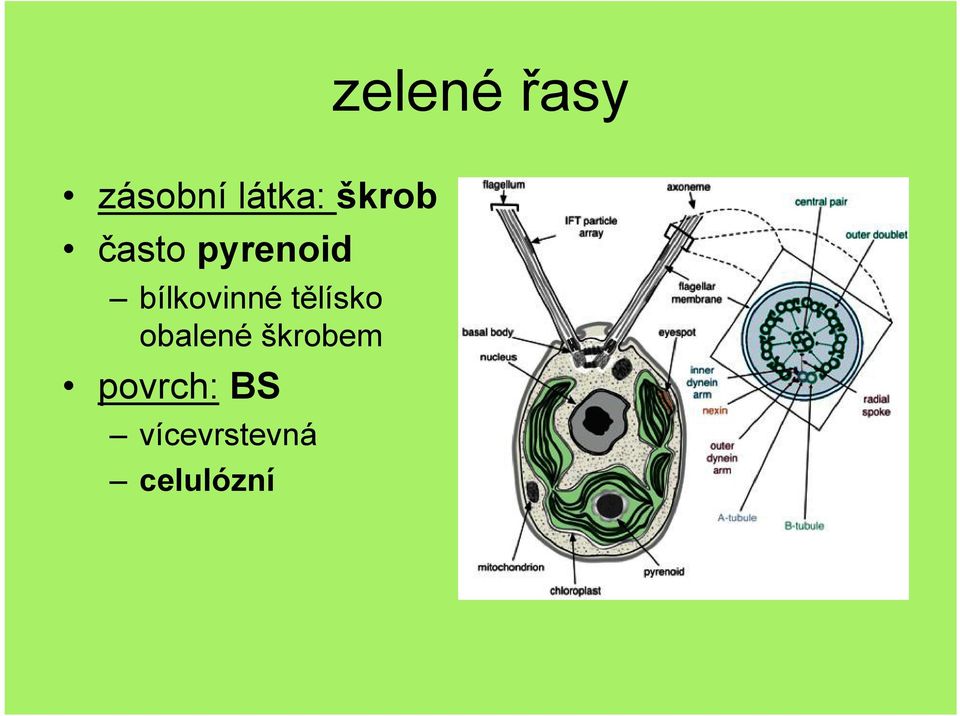 Zelené řasy (Chlorophyta) Milan Dundr - PDF Stažení zdarma