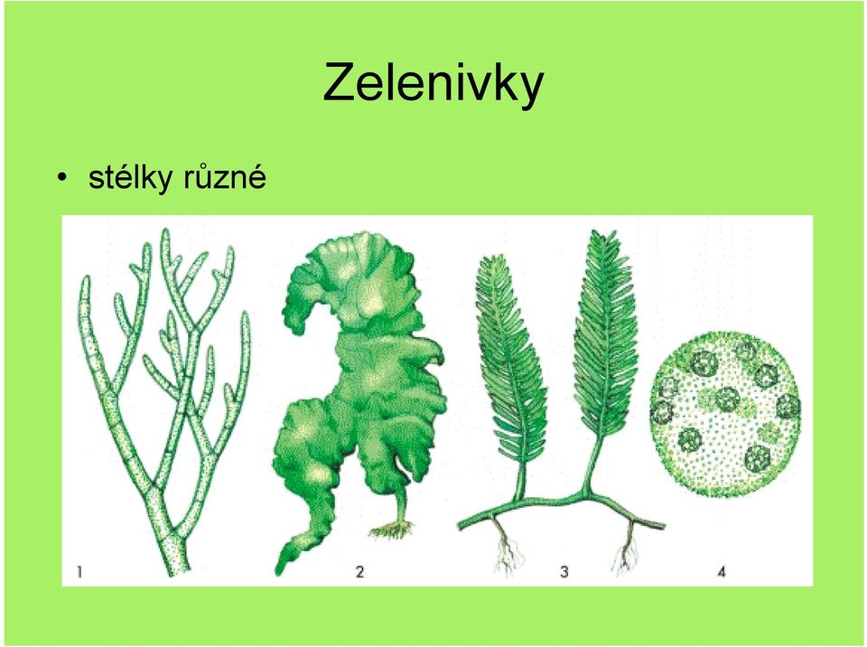 Zelenivky