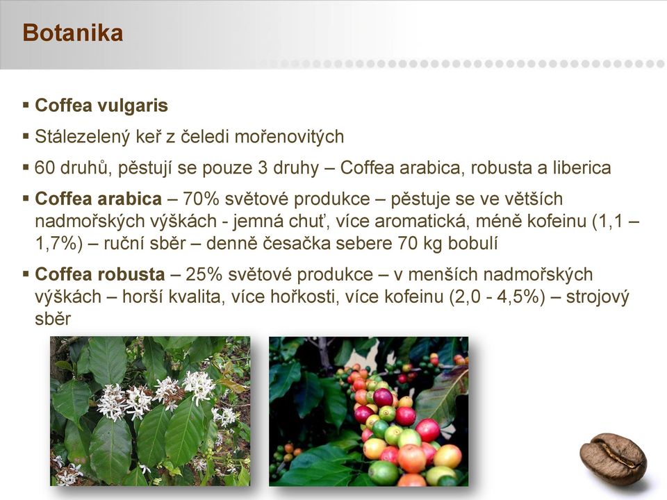 jemná chuť, více aromatická, méně kofeinu (1,1 1,7%) ruční sběr denně česačka sebere 70 kg bobulí Coffea