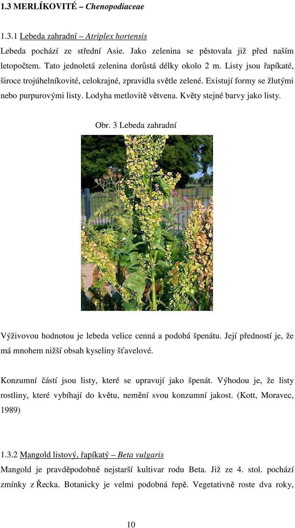 Lodyha metlovitě větvena. Květy stejné barvy jako listy. Obr. 3 Lebeda zahradní Výživovou hodnotou je lebeda velice cenná a podobá špenátu.