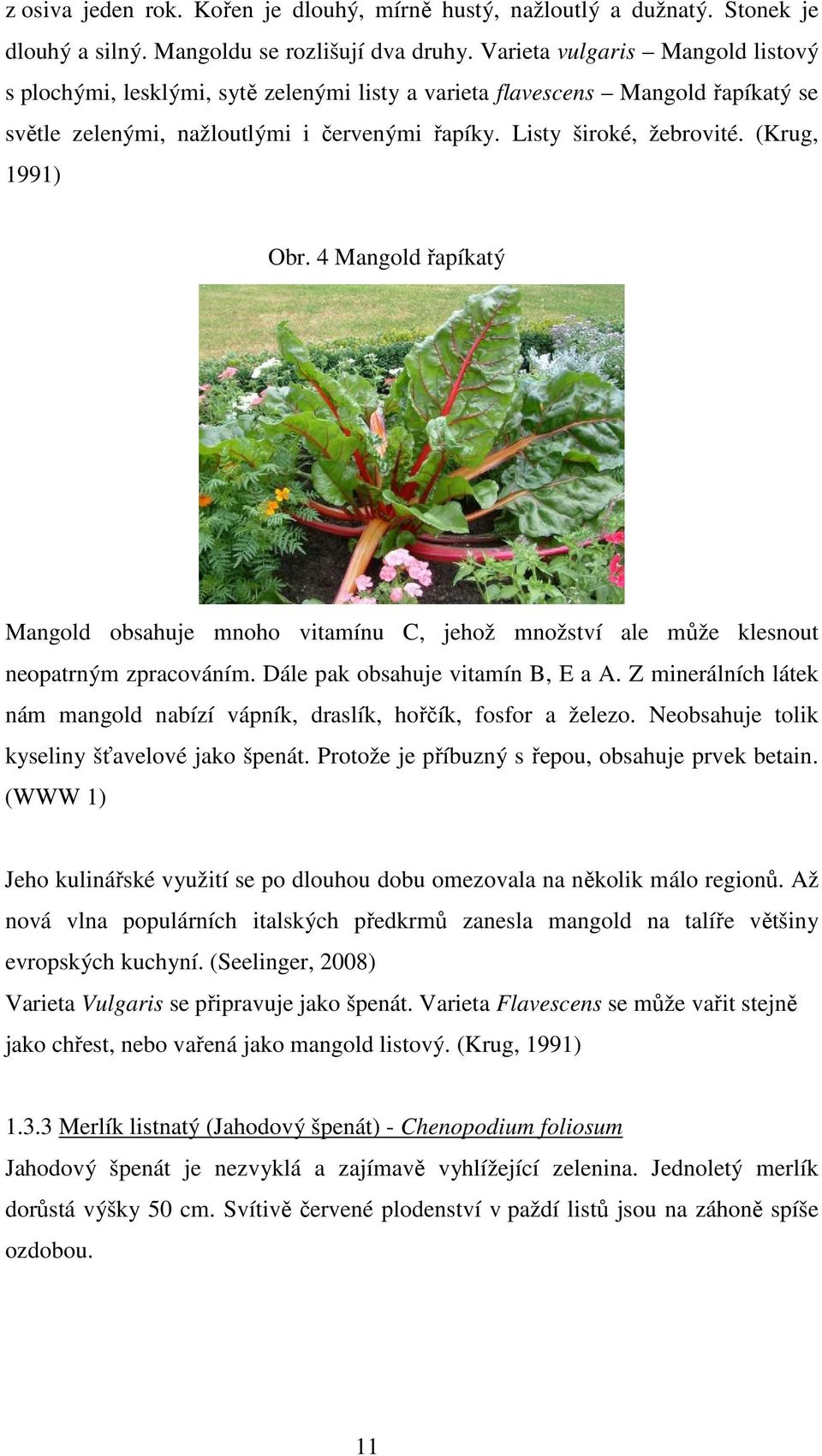 (Krug, 1991) Obr. 4 Mangold řapíkatý Mangold obsahuje mnoho vitamínu C, jehož množství ale může klesnout neopatrným zpracováním. Dále pak obsahuje vitamín B, E a A.