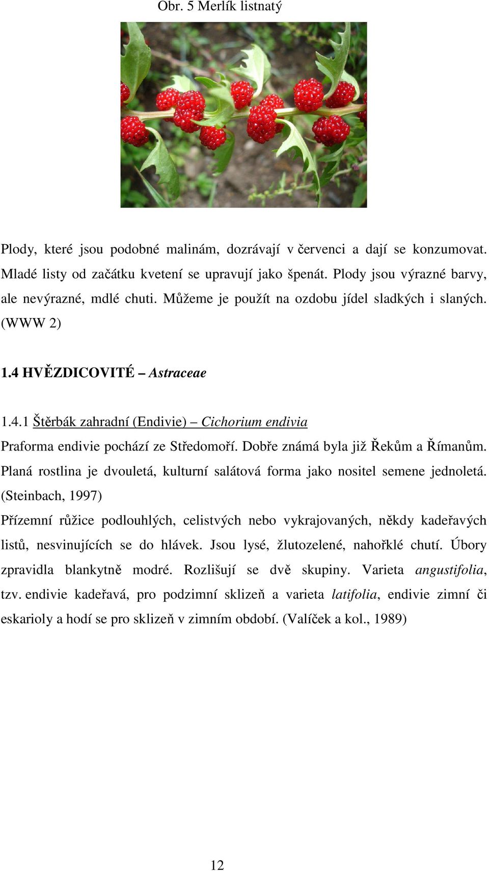 HVĚZDICOVITÉ Astraceae 1.4.1 Štěrbák zahradní (Endivie) Cichorium endivia Praforma endivie pochází ze Středomoří. Dobře známá byla již Řekům a Římanům.