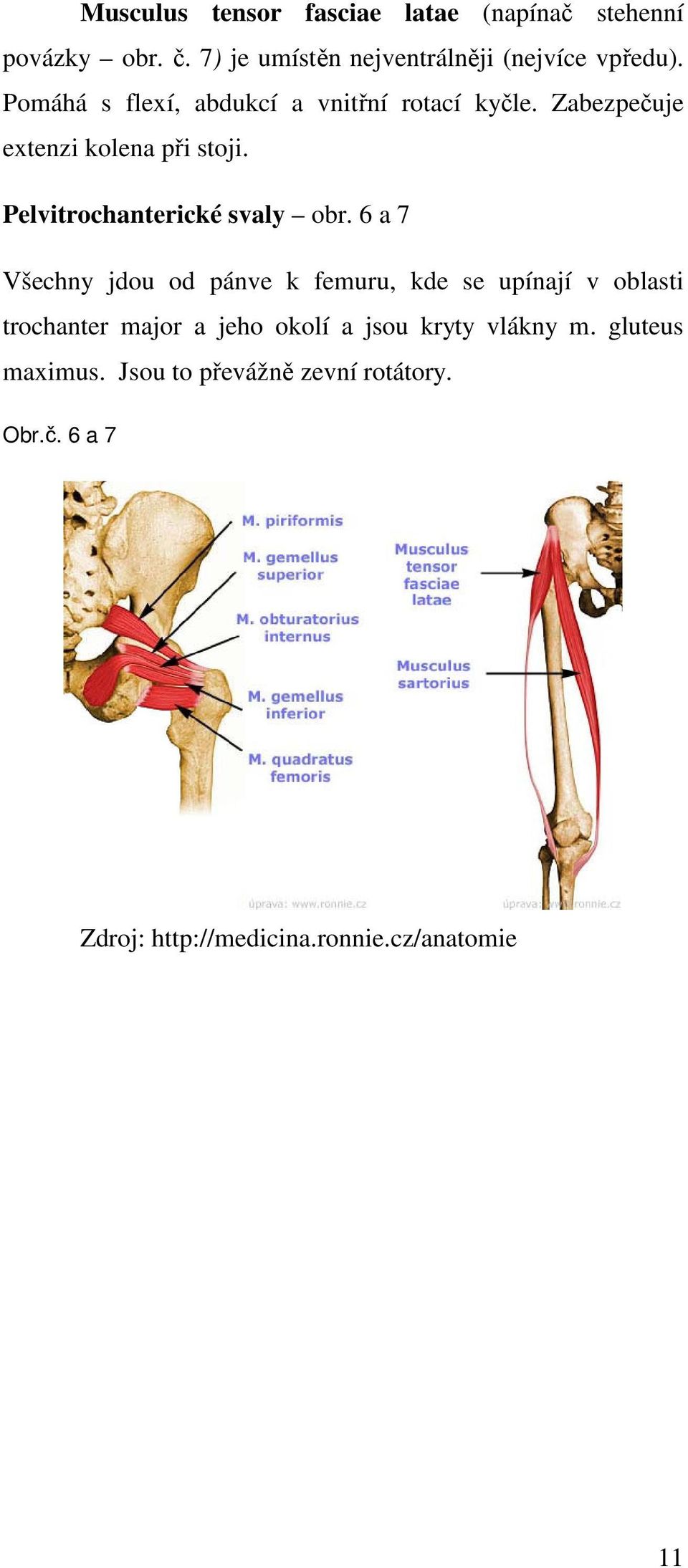 Pelvitrochanterické svaly obr.