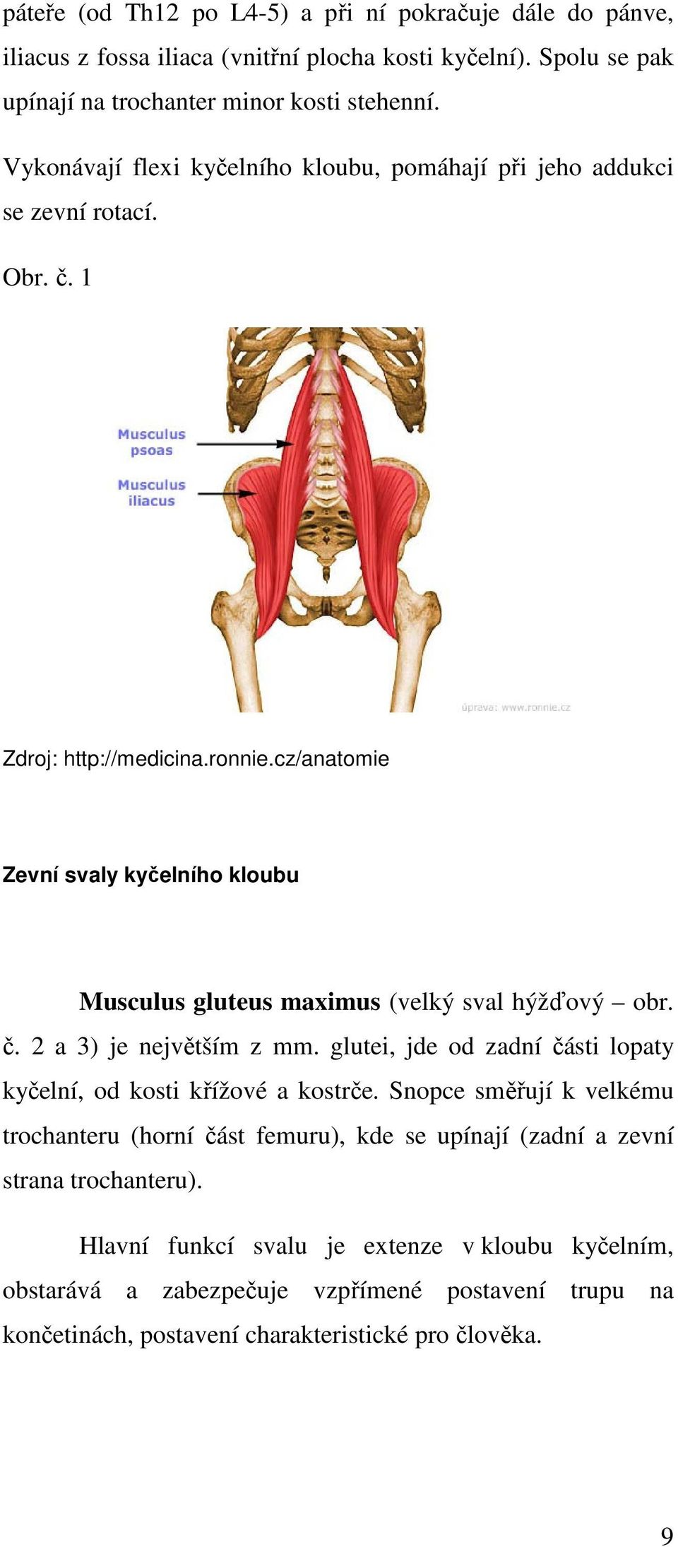 cz/anatomie Zevní svaly kyčelního kloubu Musculus gluteus maximus (velký sval hýžďový obr. č. 2 a 3) je největším z mm.