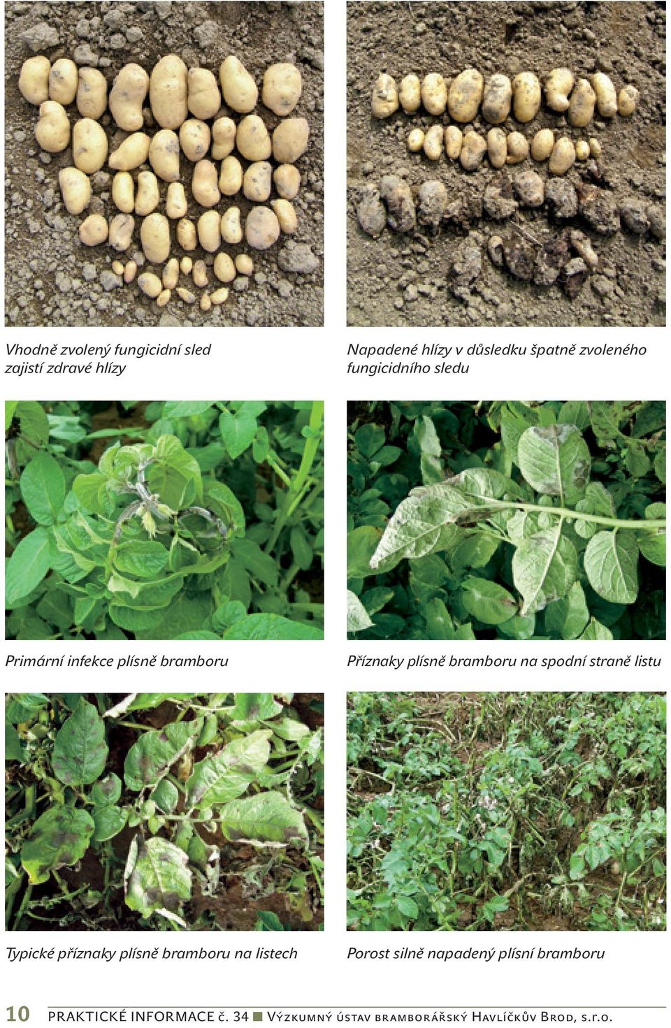 na spodní straně listu Typické příznaky plísně bramboru na listech Porost silně napadený