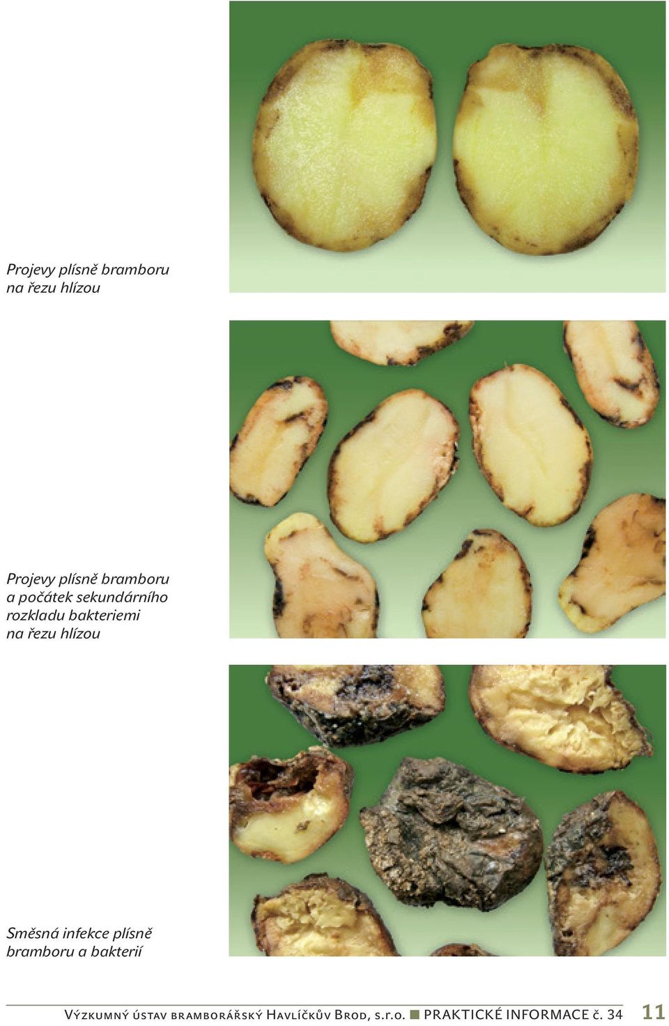 hlízou Směsná infekce plísně bramboru a bakterií Výzkumný