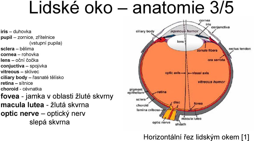 řasnaté tělísko retina sítnice choroid -cévnatka fovea - jamka v oblasti žluté skvrny