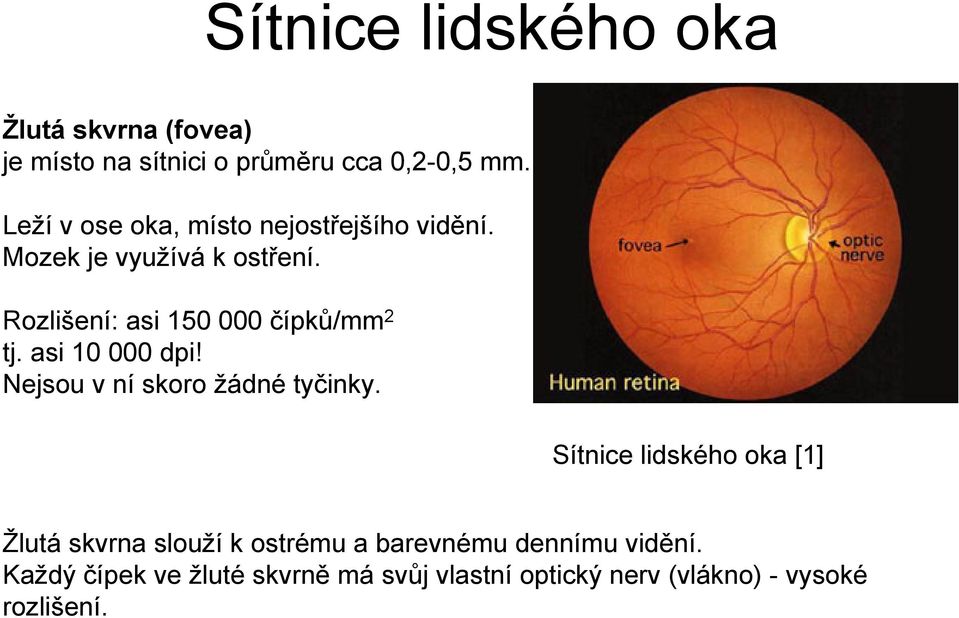 Rozlišení: asi 150 000 čípků/mm 2 tj. asi 10 000 dpi! Nejsou v ní skoro žádné tyčinky.