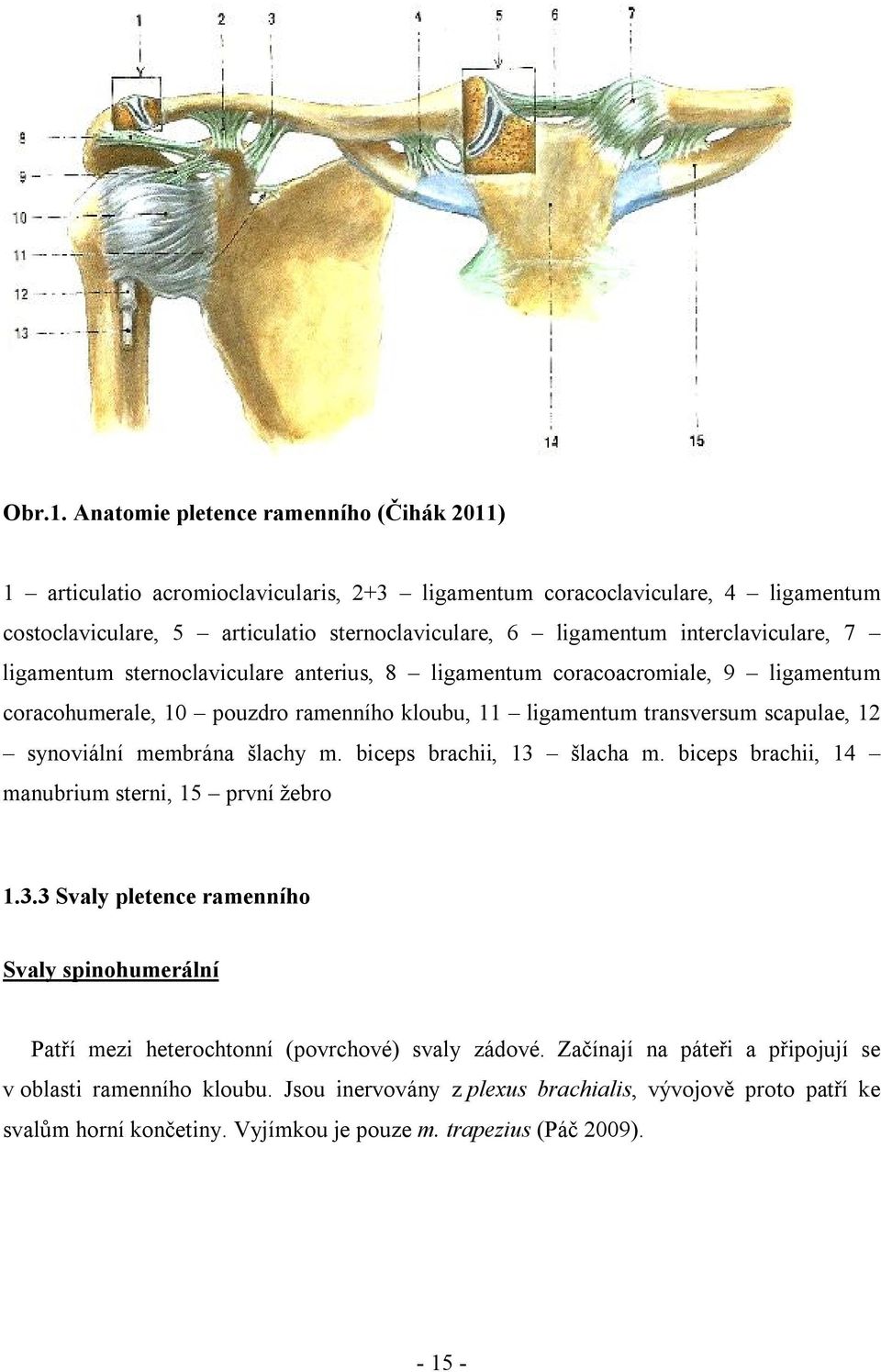 interclaviculare, 7 ligamentum sternoclaviculare anterius, 8 ligamentum coracoacromiale, 9 ligamentum coracohumerale, 10 pouzdro ramenního kloubu, 11 ligamentum transversum scapulae, 12 synoviální