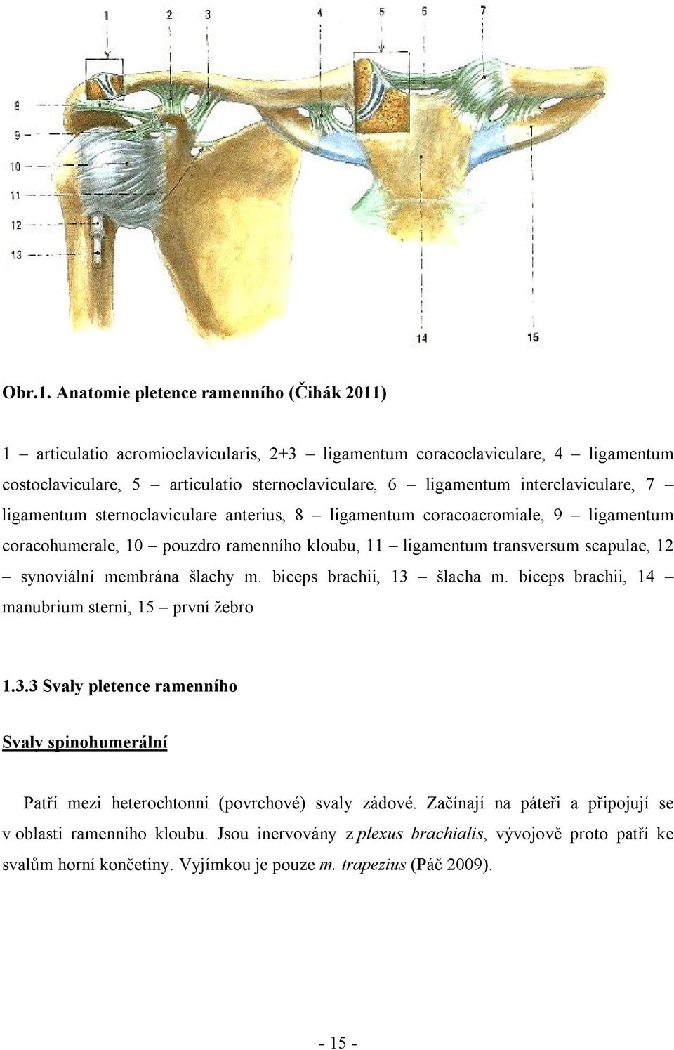 interclaviculare, 7 ligamentum sternoclaviculare anterius, 8 ligamentum coracoacromiale, 9 ligamentum coracohumerale, 10 pouzdro ramenního kloubu, 11 ligamentum transversum scapulae, 12 synoviální