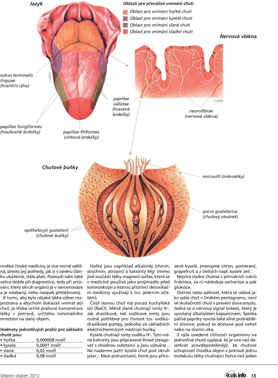 (mikroklky) porus gustatorius (chuťový otvůrek) epithelocyti gustatorii (chuťové buňky) rověké čínské medicíny je sice mírně odlišná, přesto její pohledy, jak si v závěru článku ukážeme, stále platí.