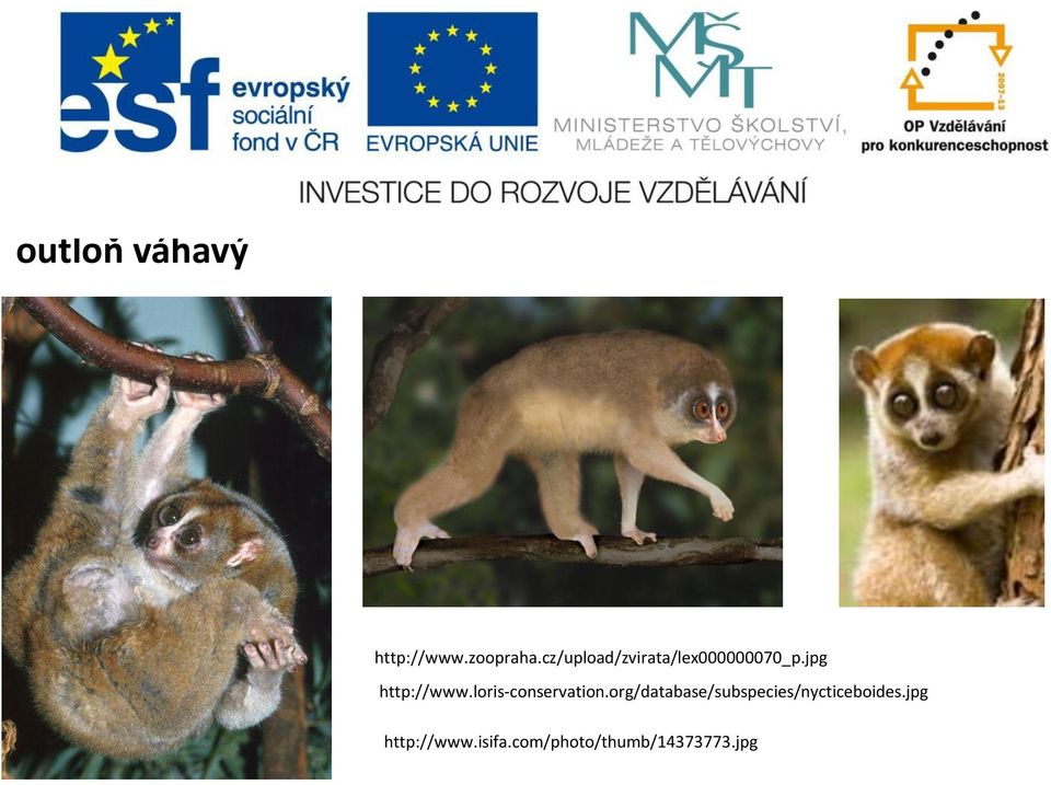 jpg http://www.loris-conservation.