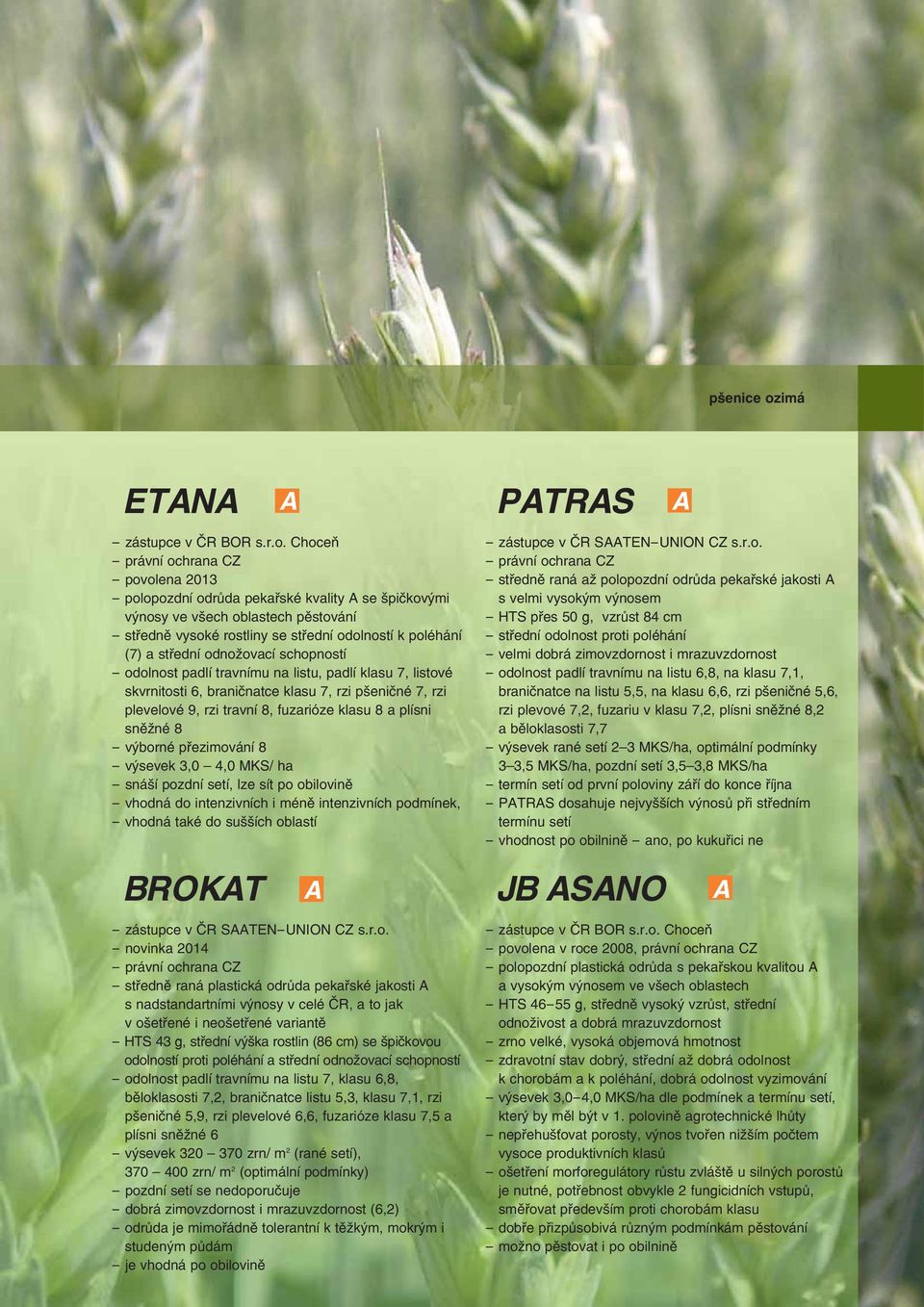 Choceň - povolena 2013 - polopozdní odrůda pekařské kvality se špičkovými výnosy ve všech oblastech pěstování - středně vysoké rostliny se střední odolností k poléhání (7) a střední odnožovací