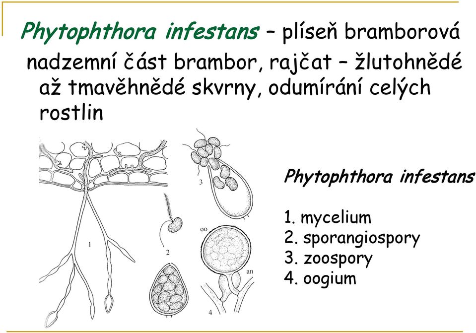 skvrny, odumírání celých rostlin Phytophthora