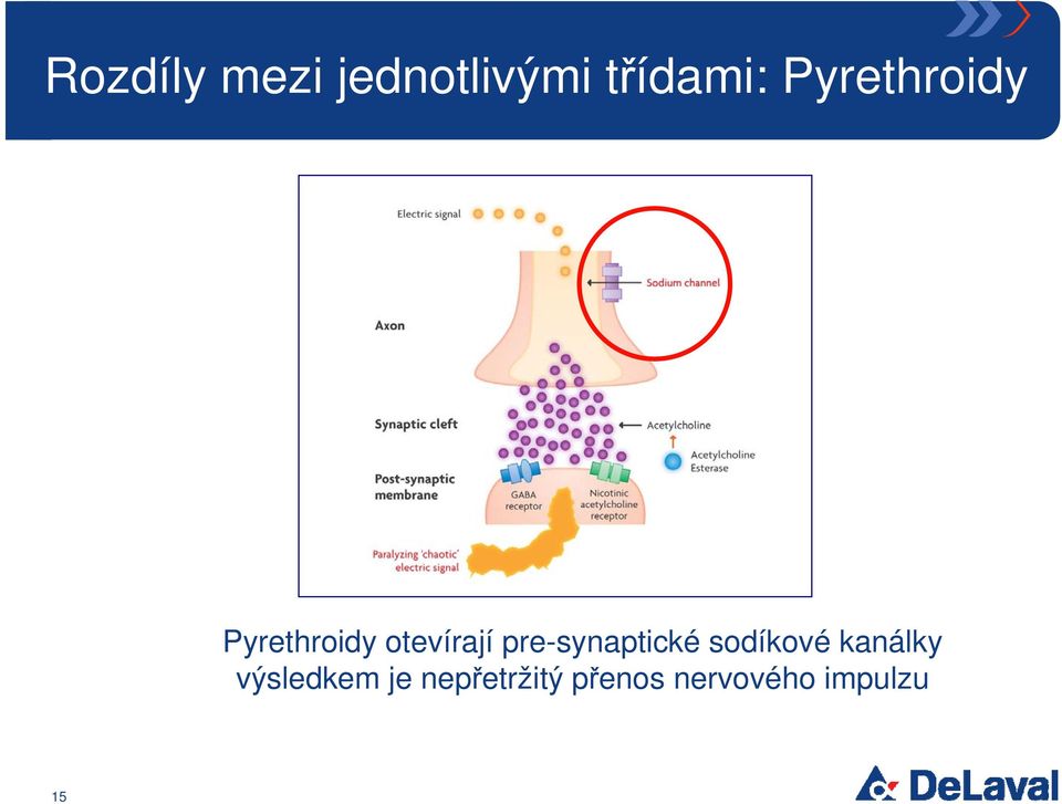 pre-synaptické sodíkové kanálky