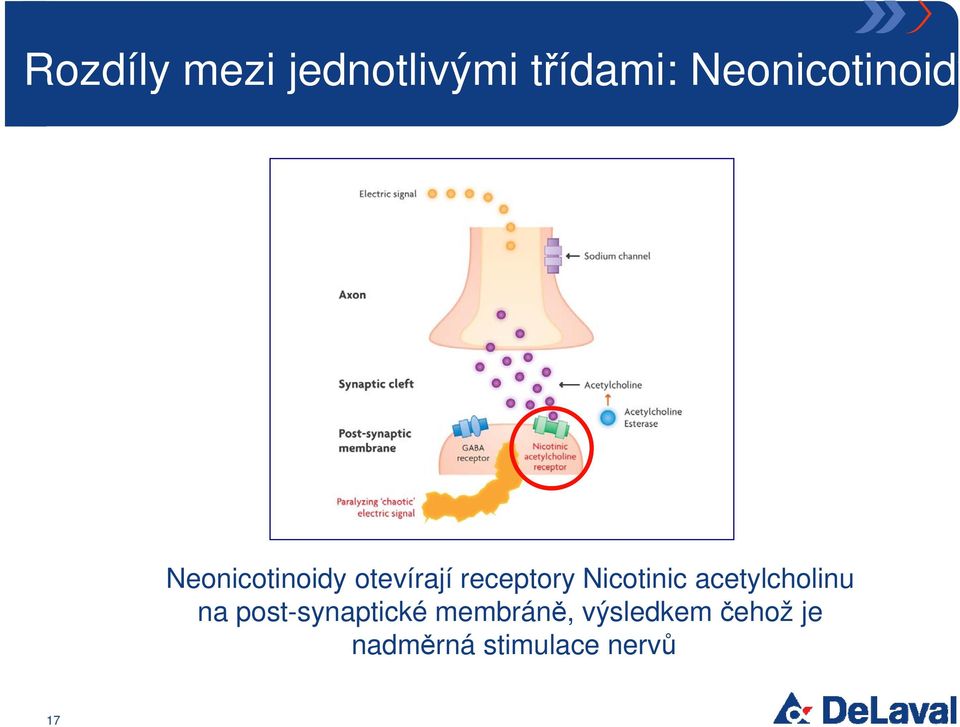 receptory Nicotinic acetylcholinu na