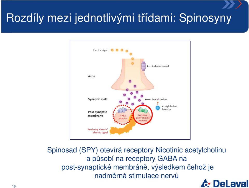 acetylcholinu a působí na receptory GABA na