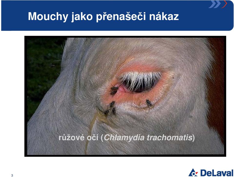 růžové oči