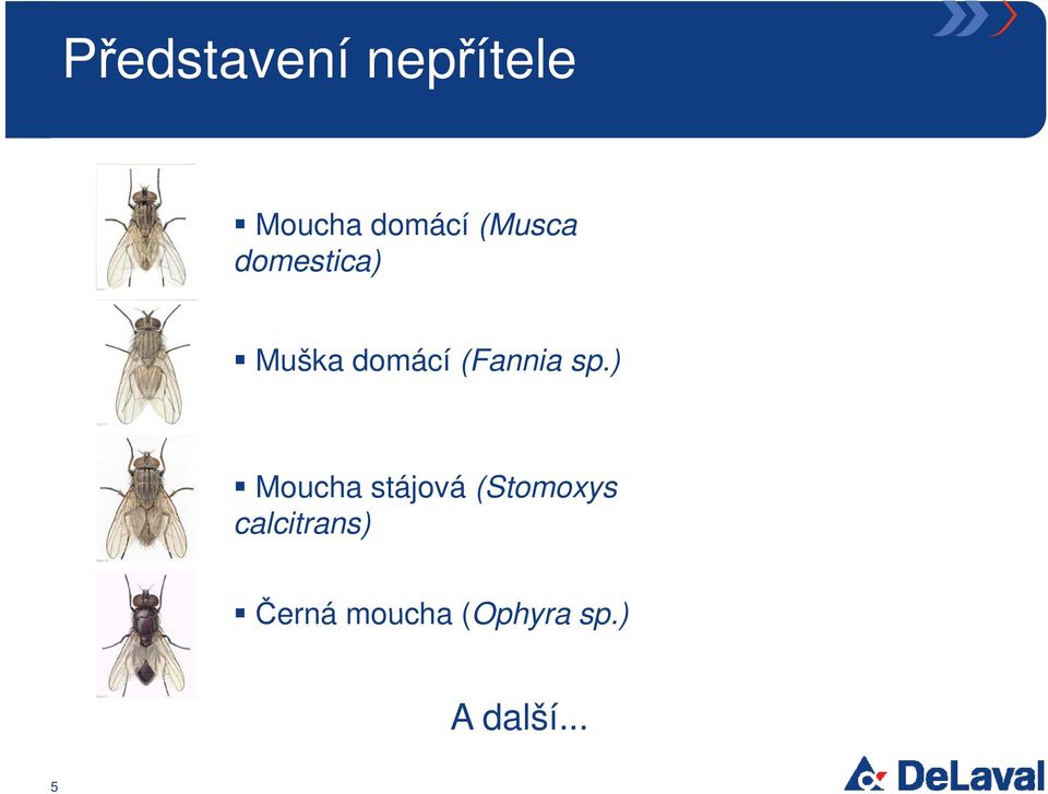 sp.) Moucha stájová (Stomoxys