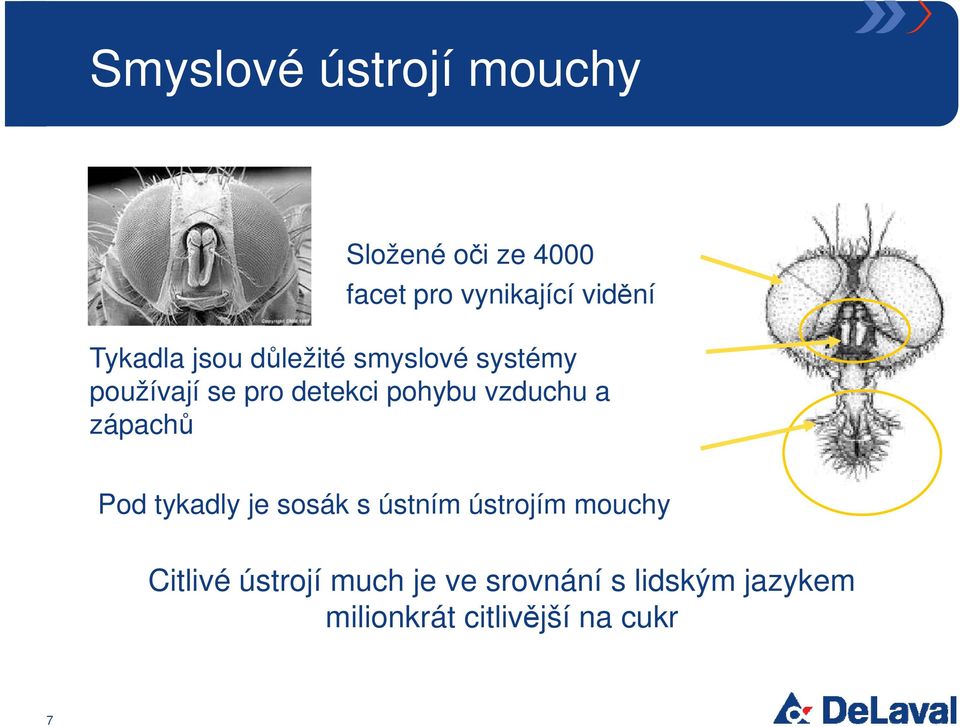 vzduchu a zápachů Pod tykadly je sosák s ústním ústrojím mouchy Citlivé