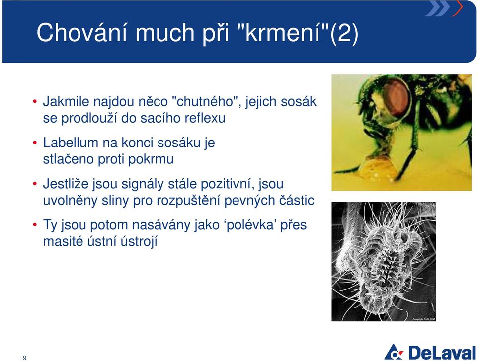 Jestliže jsou signály stále pozitivní, jsou uvolněny sliny pro rozpuštění