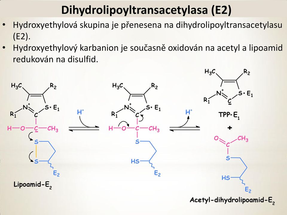 ydroxyethylový karbanion je současně oxidován na acetyl a lipoamid redukován na