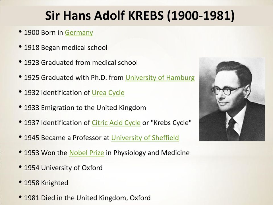 from University of amburg 1932 Identification of Urea ycle 1933 Emigration to the United Kingdom 1937 Identification