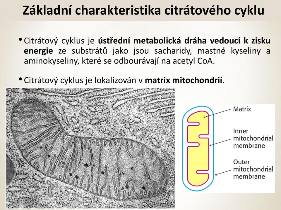 jako jsou sacharidy, mastné kyseliny a aminokyseliny, které se