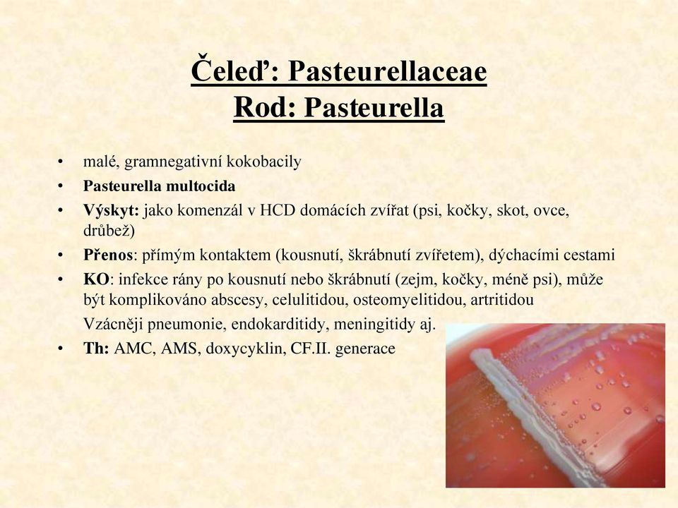 cestami KO: infekce rány po kousnutí nebo škrábnutí (zejm, kočky, méně psi), může být komplikováno abscesy,