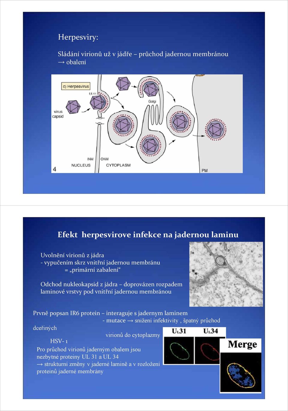 membránou Prvně popsan IR6 protein interaguje s jadernym laminem mutace snižení infektivity, špatný průchod dceřiných virionů do cytoplazmy HSV 1