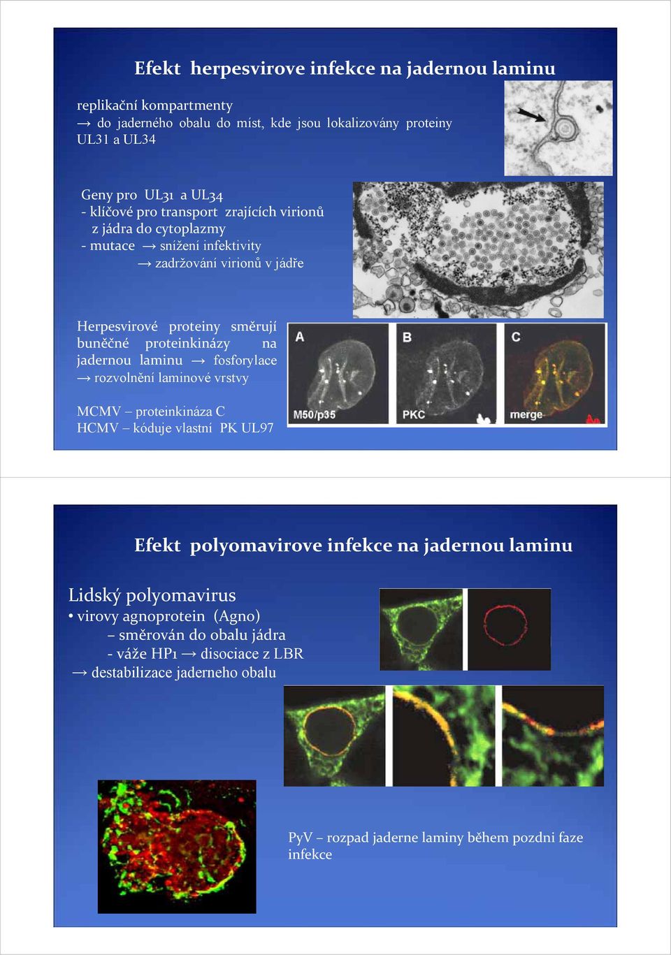 proteinkinázy na jadernou laminu fosforylace rozvolnění laminové vrstvy MCMV proteinkináza C HCMV kóduje vlastní PK UL97 Efekt polyomavirove infekce na jadernou