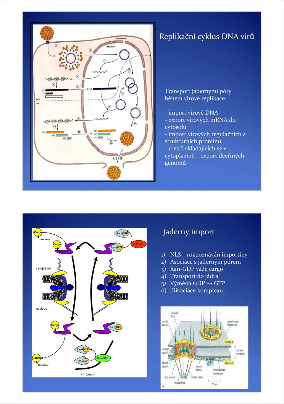 skládajících se v cytoplazmě export dceřiných genomů Jaderny import 1) NLS rozpoznáván importiny 2)