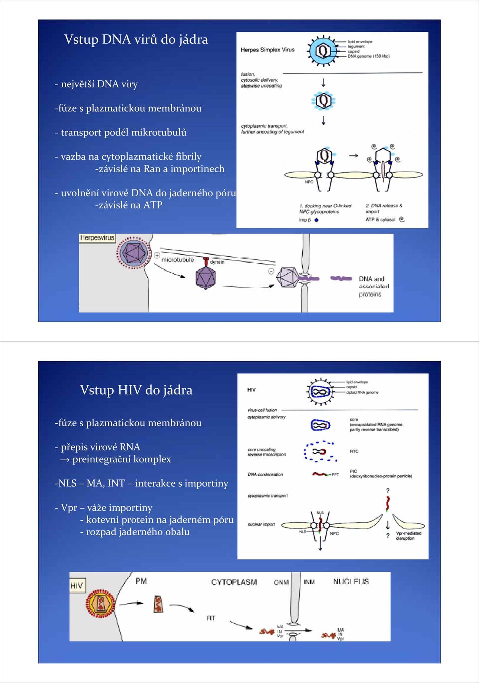 závislé na ATP Vstup HIV do jádra fúze s plazmatickou membránou přepis virové RNA preintegrační