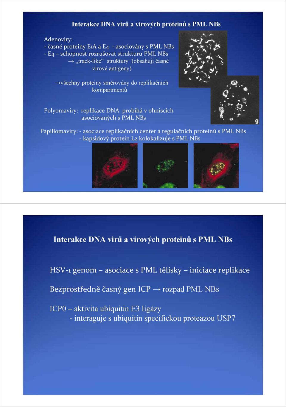 Papillomaviry: asociace replikačních center a regulačních proteinů s PML NBs kapsidový protein L2 kolokalizuje s PML NBs Interakce DNA virů a virových proteinů s PML NBs
