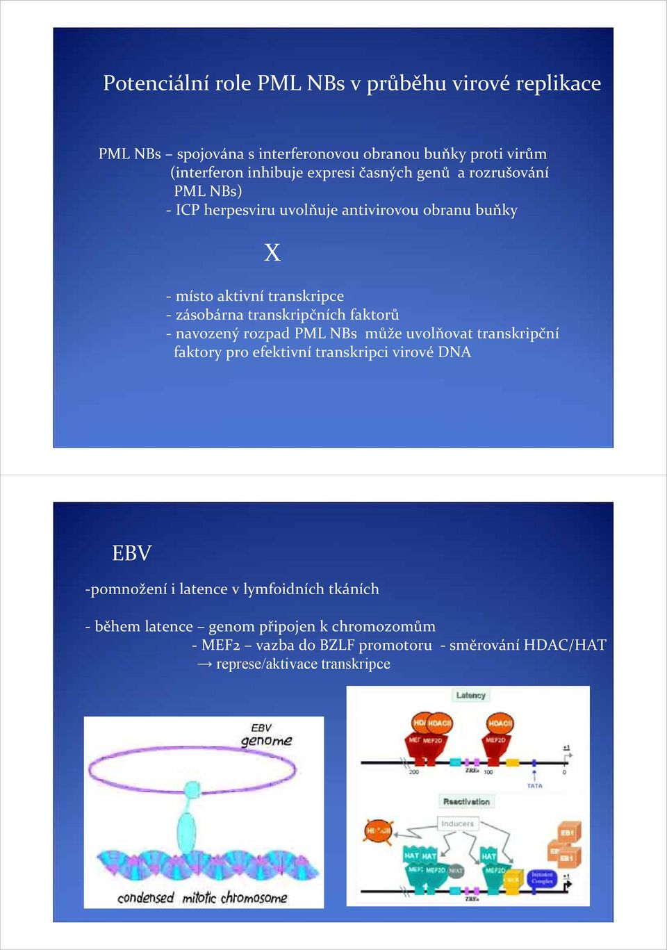 transkripčních faktorů navozený rozpad PML NBs může uvolňovat transkripční faktory pro efektivní transkripci virové DNA EBV pomnožení i