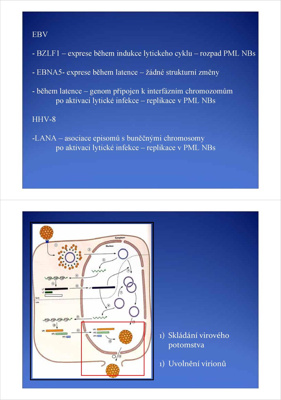 lytické infekce replikace v PML NBs HHV-8 -LANA asociace episomů s buněčnými chromosomy po