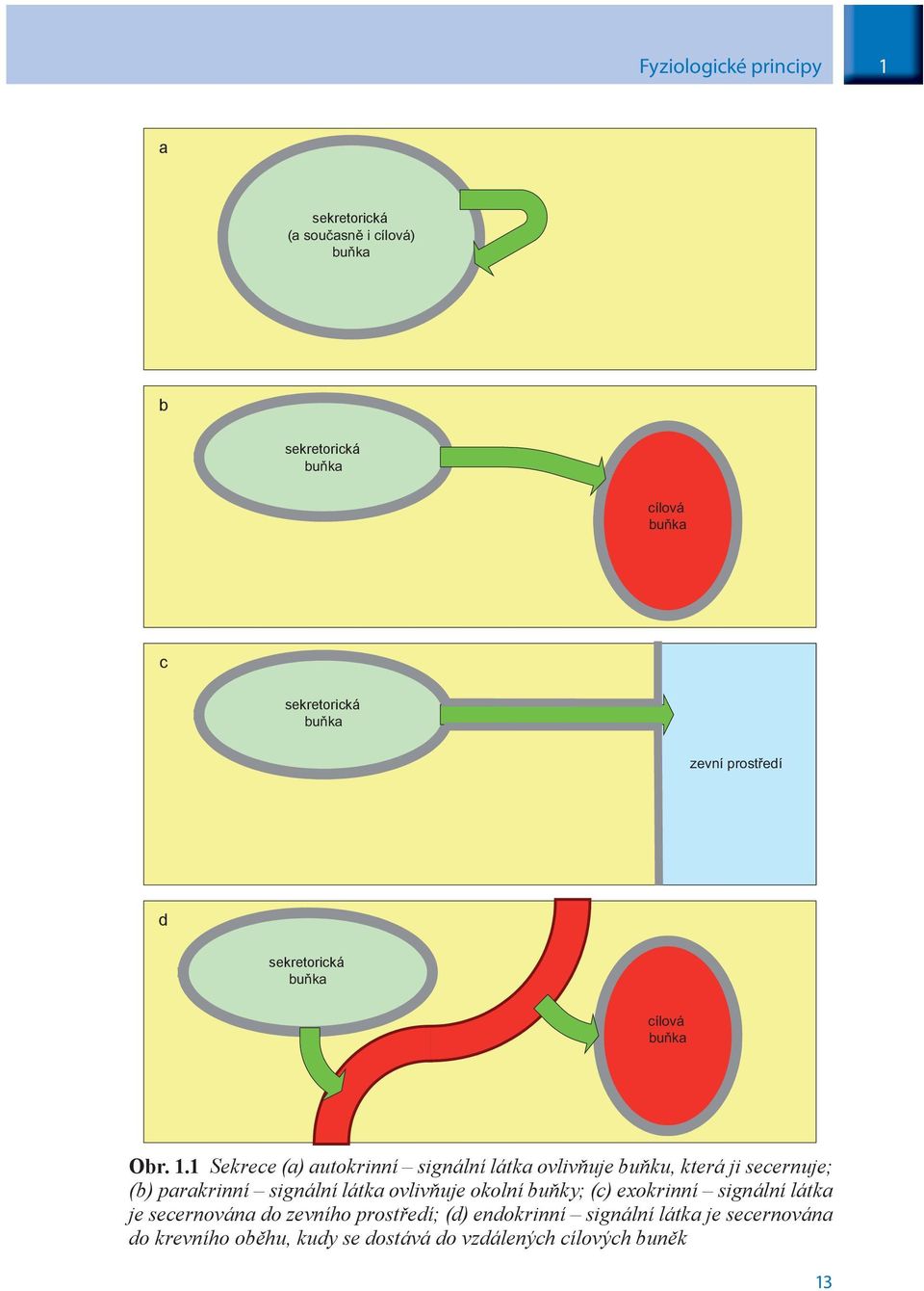 1 Sekrece (a) autokrinní signální látka ovlivňuje buňku, která ji secernuje; (b) parakrinní signální