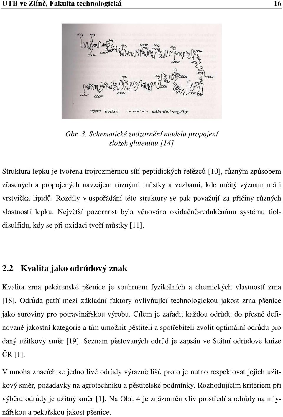 a vazbami, kde určitý význam má i vrstvička lipidů. Rozdíly v uspořádání této struktury se pak považují za příčiny různých vlastností lepku.