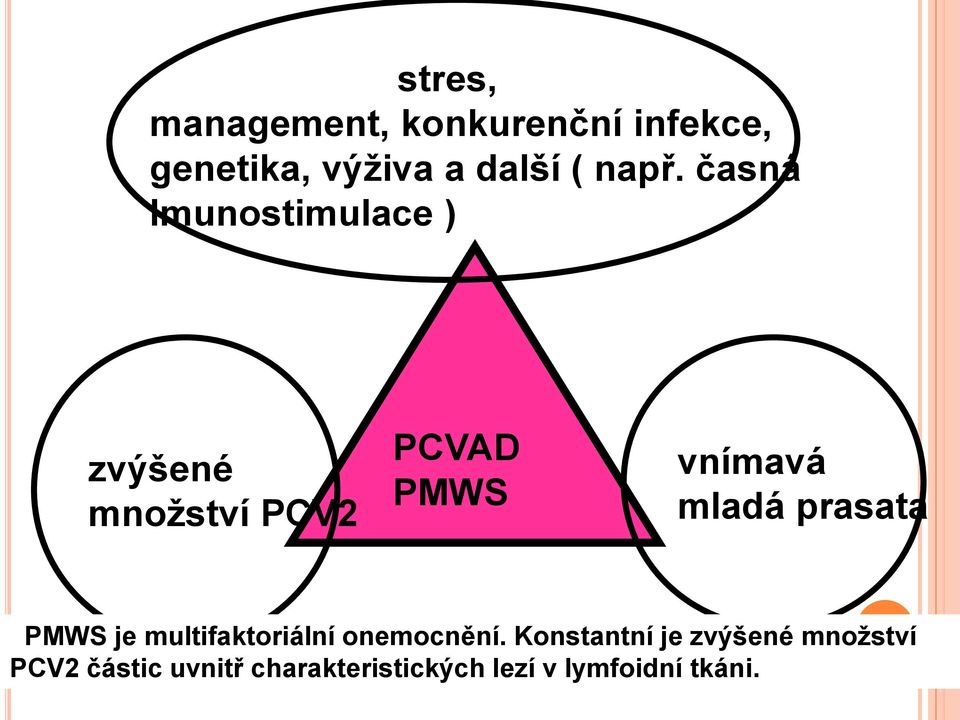 mladá prasata PMWS je multifaktoriální onemocnění.