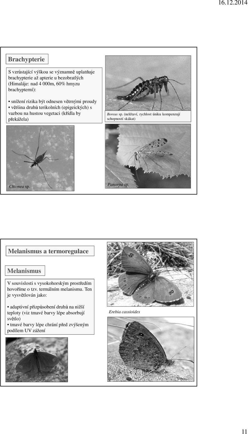 (nelétaví, rychlost úniku kompenzují schopností skákat) Chionea sp. Panorpa sp.