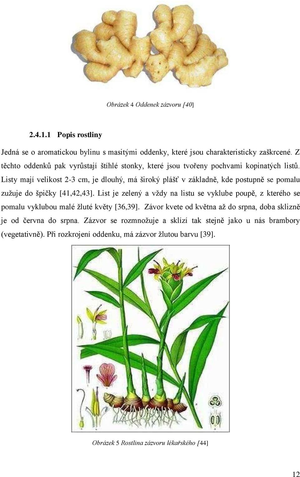 Listy mají velikost 2-3 cm, je dlouhý, má široký plášť v základně, kde postupně se pomalu zuţuje do špičky [41,42,43].