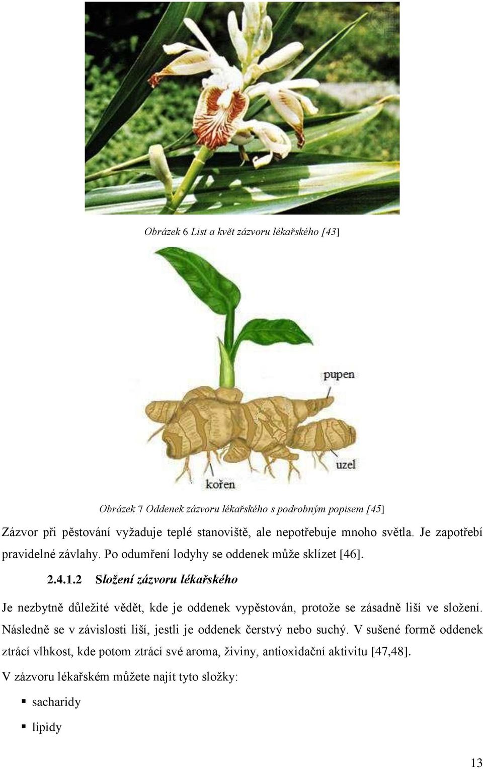 2 Složení zázvoru lékařského Je nezbytně důleţité vědět, kde je oddenek vypěstován, protoţe se zásadně liší ve sloţení.